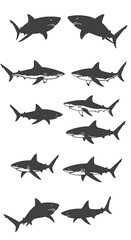 Apex Predators: A Silhouette Study