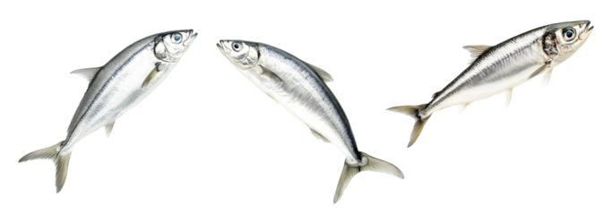 Set of sardine fish with detailed scales and fins isolated on white transparent background, symbolizing canned seafood