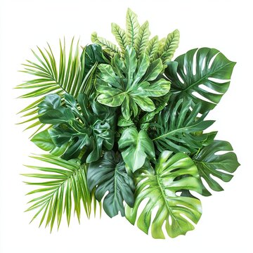 Green leaves of tropical plants bush (Monstera, palm, rubber plant, pine, birda nest fern floral arrangement indoors garden nature backdrop isolated on white background thailand, clipping path.