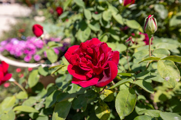 red rose bush