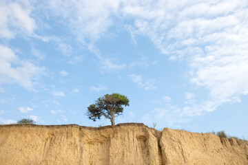 tree grows on a gentle sandy cliff