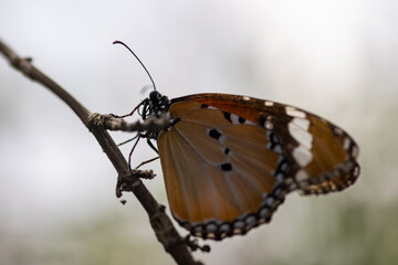 butterfly on a leaf