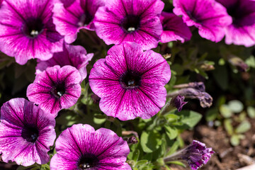 pink flowers in the garden