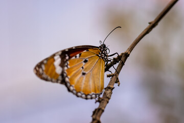 butterfly on a tree