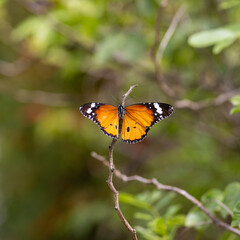 butterfly on flower
