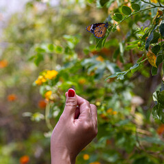 butterfly on a tree