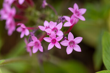 pink and purple flowers