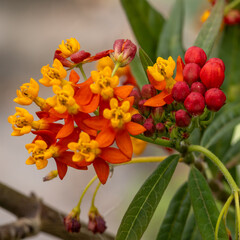 red and yellow flowers
