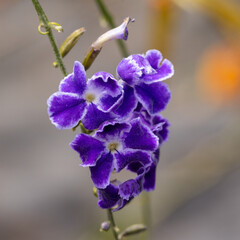 close up of a blue flower