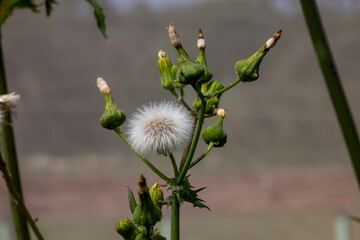 white magnolia flower