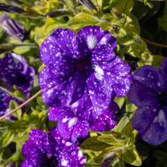 violet flowers in the garden