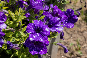 purple flowers in the garden