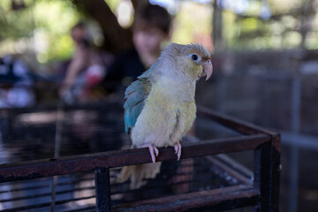 yellow and green parrot