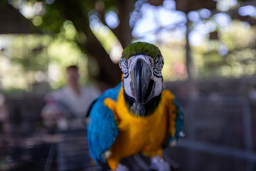 blue and yellow macaw ara