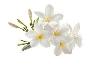 Fototapeta premium frangipani flower isolated on white
