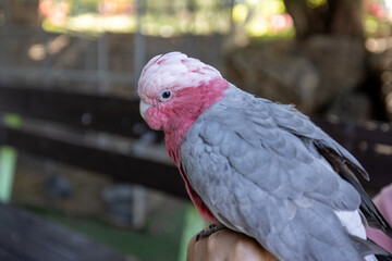 portrait of a parrot