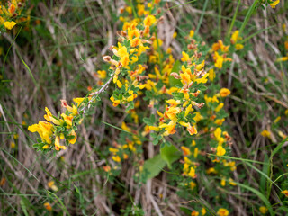 Genista tinctoria, dyer’s greenweed, growing on dry grassland in Slovakia. Yellow flowering plant typical of steppe and calcareous meadows.