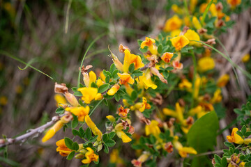 Genista tinctoria, dyer’s greenweed, growing on dry grassland in Slovakia. Yellow flowering plant typical of steppe and calcareous meadows.
