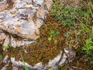 Dry limestone microhabitat with mosses, lichens and Sempervivum rosettes. Typical vegetation of calcareous rocky steppe in Slovakia.