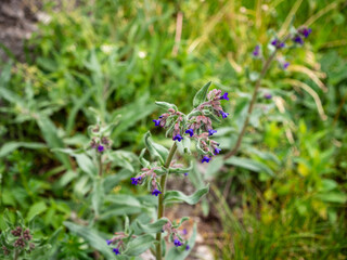 Pulmonaria angustifolia, known as narrow-leaved lungwort, growing in dry grassland habitat in Slovakia. Hairy stems with purple-blue flowers near Spiš Castle.