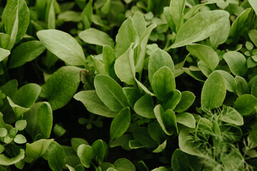 Close-of of spinach growing in the ground. Horizontal background. Concept of vegan and vegetarian...