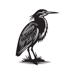Green Heron Vector Silhouette, Elegant Wading Bird Design, Detailed Avian Outline, Nature-Inspired Heron Art, Quiet Water bird Illustration.