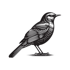 Grey Catbird Vector Silhouette, Sleek Bird Design, Detailed Avian Outline, Nature-Inspired Artwork, Elegant Songbird Illustration, Wild Bird.
