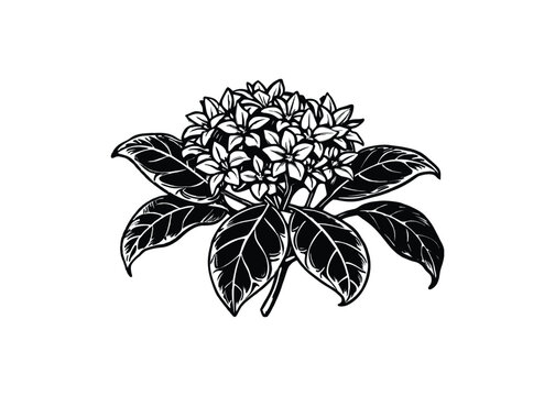 Silhouette of ixora flower isolated on a white background
