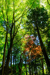 新緑が眩しい六甲山の森の中で撮影