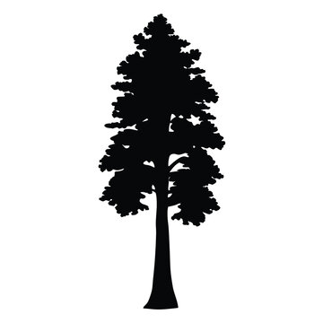 sequoia tree vector silhouette icon, black and white illustration of trees.