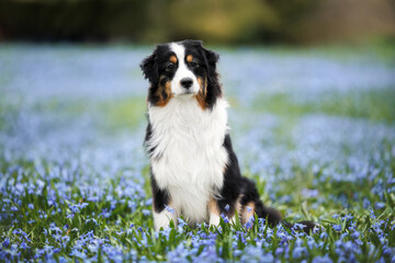 miniature american shepherd dog sitting outdoors on a meadow with blue flowers.