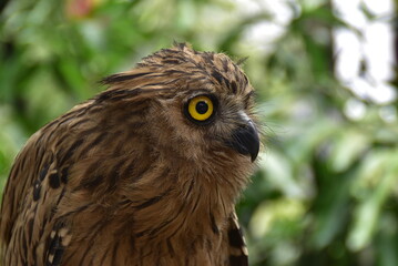 Close up of a brown owl with bulging eyes