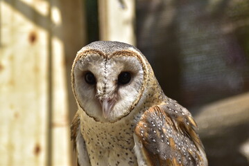 The golden-masked owl is an owl endemic to the island of New Britain, Papua New Guinea.