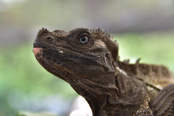 Hydrosaurus pustulatus, commonly known as the Philippine sailfin lizard or Philippine sailfin dragon,
