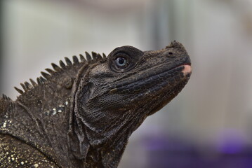 Hydrosaurus pustulatus, commonly known as the Philippine sailfin lizard or Philippine sailfin dragon,