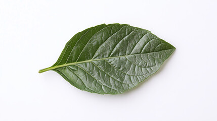 Obraz premium A fresh basil leaf 