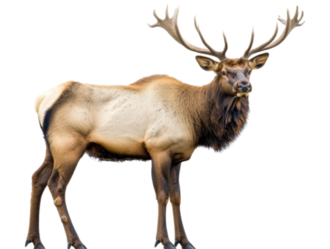 Isolated Full Body Standing Elk