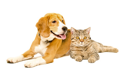 Cute beagle dog and scottish straight cat lying together isolated on white background