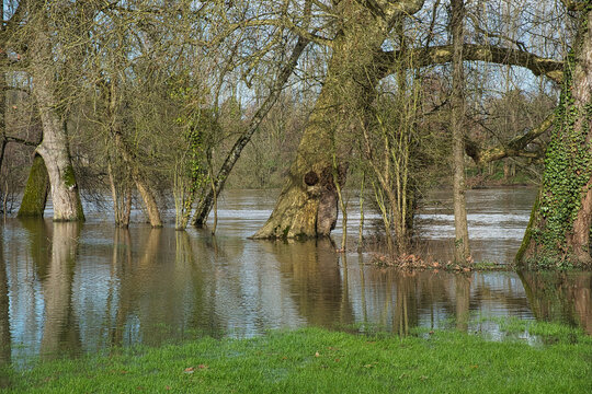 Rivi&egrave;re en crue, arbres immerg&eacute;s