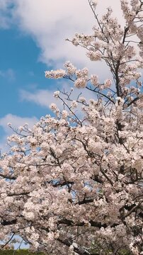 Cherry blossom season in Japan, hanami in park, blooming pink sakura, plum and peach trees in the streets of Fukuoka, Kyushu island region, sunny day, pink Cherry blossoms, spring full bloom in April