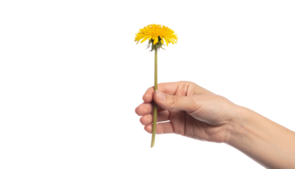Human hand gently holding a dandelion puff, capturing a delicate and airy moment, isolated on a transparent white background
