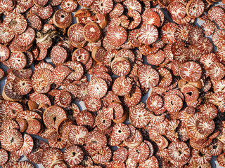 Chinese seasoning, closeup of photo