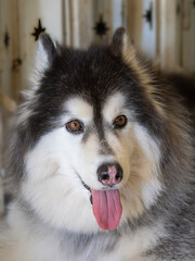portrait of an Alaskan Malamute with tongue, summer heat