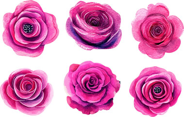 set of pink roses