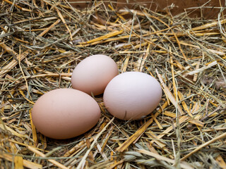 Three eggs are sitting in a pile of hay