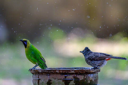 Beautiful moments of the bird 