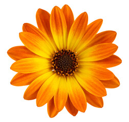 Beautiful sunny Daisy (Marguerite) in top view. Cut out, including clipping path.