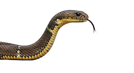 Naklejka premium A King Cobra is captured slithering in a side view, its hood partially expanded and eyes keenly focused. Full body of this venomous snake isolated on white.