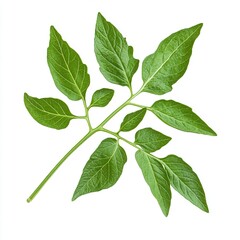 Obraz premium Isolated green tomato plant leaf close up on white background for botanical illustration and gardening