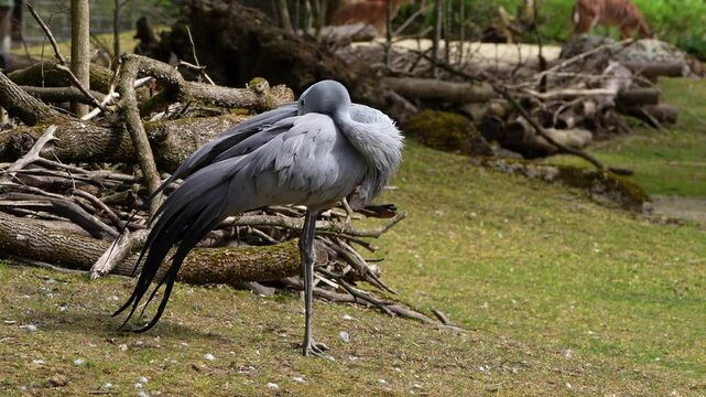 The Blue Crane, Grus paradisea, is an endangered bird specie endemic to Southern Africa. It is the national bird of South Africa